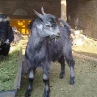 کهره نر چاق