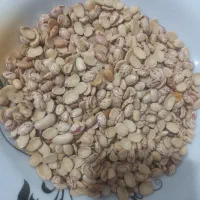 حبوبات لوبیا چیتی