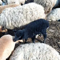 بره گوسفند نر و ماده