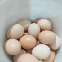 تخم مرغ محلی وتازه
