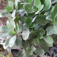 گل زینتی|گل و گیاه طبیعی|خمینی‌شهر, |دیوار