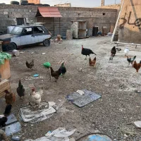 مرغ و خروس محلی