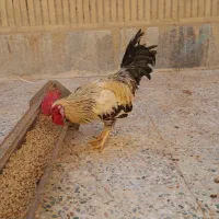 خروسهای محلی وبوقلمون کرک  اندیمشک هستم