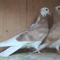 جوجه روزگاری