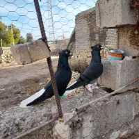 اشعل دمسفید|پرنده|سوسنگرد, |دیوار