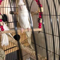 جفت عروس آلبینو|پرنده|رشت, رودباری|دیوار