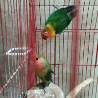 یک جفت طوطی