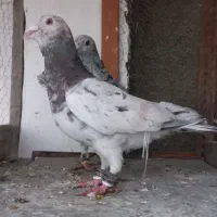 یگ جفت سار سرور نرو ماده ویگ زاغ کرمانی نر