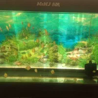 اکواریوم به همراه ماهی|ماهی|مشهد, کلاهدوز|دیوار