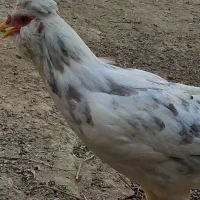 تعدادی مرغ وخروس گلین طوسی کاکلی پنگوئنی