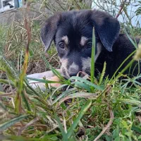 حیوانات خانگی|سگ|تهران, صادقیه|دیوار