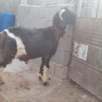 بره نر  رگ دار نیاز ب توضیح نداره