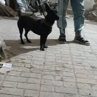 سگ پاکوتاه گرگی|سگ|مشهد, کوی دروی|دیوار