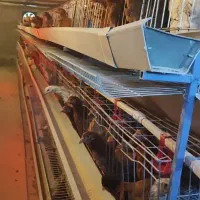 500عدد مرغ ها گل  پایگانی