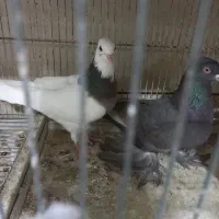 چند جفت کبوتر