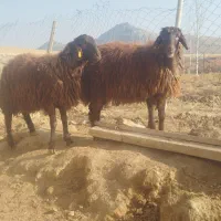 گوسفند و بره نر قزل