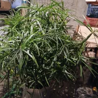 گل نخل سر حال|گل و گیاه طبیعی|سنندج, |دیوار