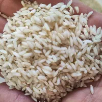 برنج عنبربو شوشتر