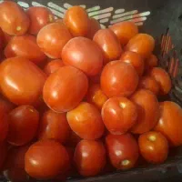 کارگر ساده غرفه میوه تربار
