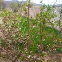 باغ وخانه باغ با انواع درخت میوه نرسیده به سرند|فروش خانه و ویلا|خواجه, |دیوار