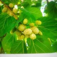 خرمالو نهال|گل و گیاه طبیعی|مشهد, خواجه ربیع|دیوار