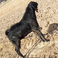 نری پاکستانی. اصل|حیوانات مزرعه|جیرفت, |دیوار