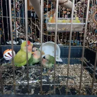 طوطی برزیلی و جوجه