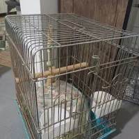 قفس پرنده خوشگل جمع جور با وسایل داخل