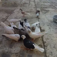 کبوتر فروشی