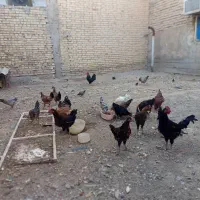 مرغ و خروس