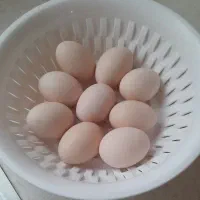 تخم مرغ ابریشمی|حیوانات مزرعه|بهارستان, |دیوار