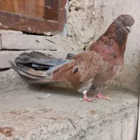کبوتر ماده