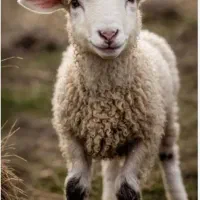 بره نر .قوچ چاق