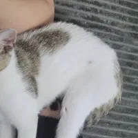 گربه خانگی گمشده