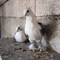 کبوتر|پرنده|اصفهان, ناصرخسرو|دیوار