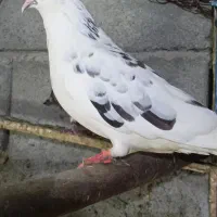 خالپیس قدیم