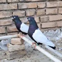 نرماده سینه سیاه|پرنده|دزفول, |دیوار