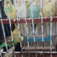 عروس هلندی ومرغ عشق|پرنده|گرگان, |دیوار