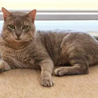 واگذاری اسکاتیش انفولد