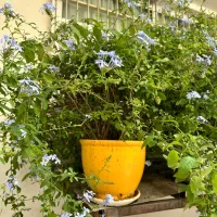 یاس اسمانی با گندومی