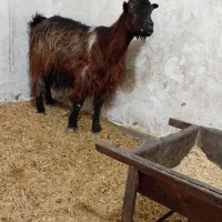 بز با بزغاله