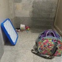 وسایل پت خانگی