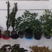 گلهای سالم|گل و گیاه طبیعی|قروه, |دیوار