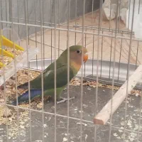 کوتوله بریزیلی نر|پرنده|ساوه, |دیوار