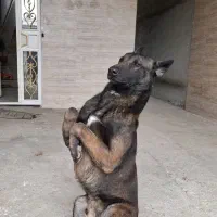 سگ مالینویز