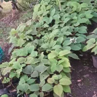 نهال کیوی تلخ|گل و گیاه طبیعی|چوبر, |دیوار