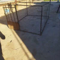 طوری مرغی کفتری