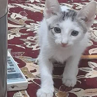 گربه