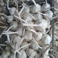 سیربرادوره گردی سیرپوست  داربسته بارسیرسفید