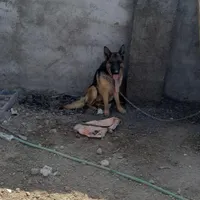 سگ ژرمن